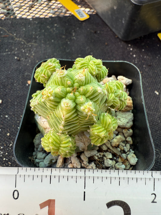 Aztekium valdezii on ferocactus graft very nice plant 582