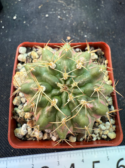Gymnocalycium morning glory pink variegated cactus beautiful 457