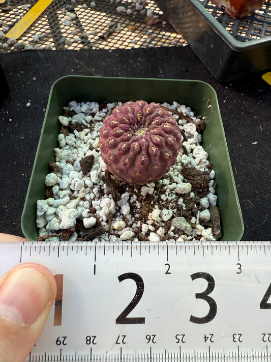 Neochilenia glaubrescense purple plant 365