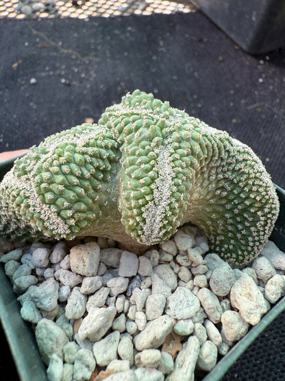Strombocactus disciformis crest very nice 525