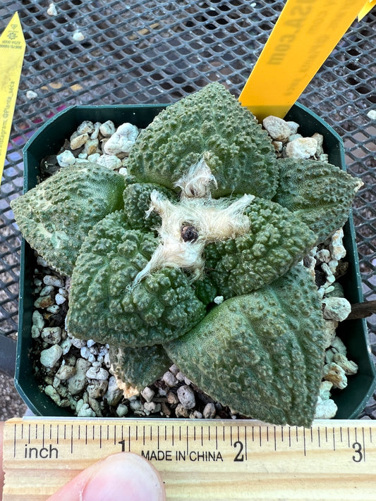 Ariocarpus super Godzilla cactus in 3.25 inch pot #2