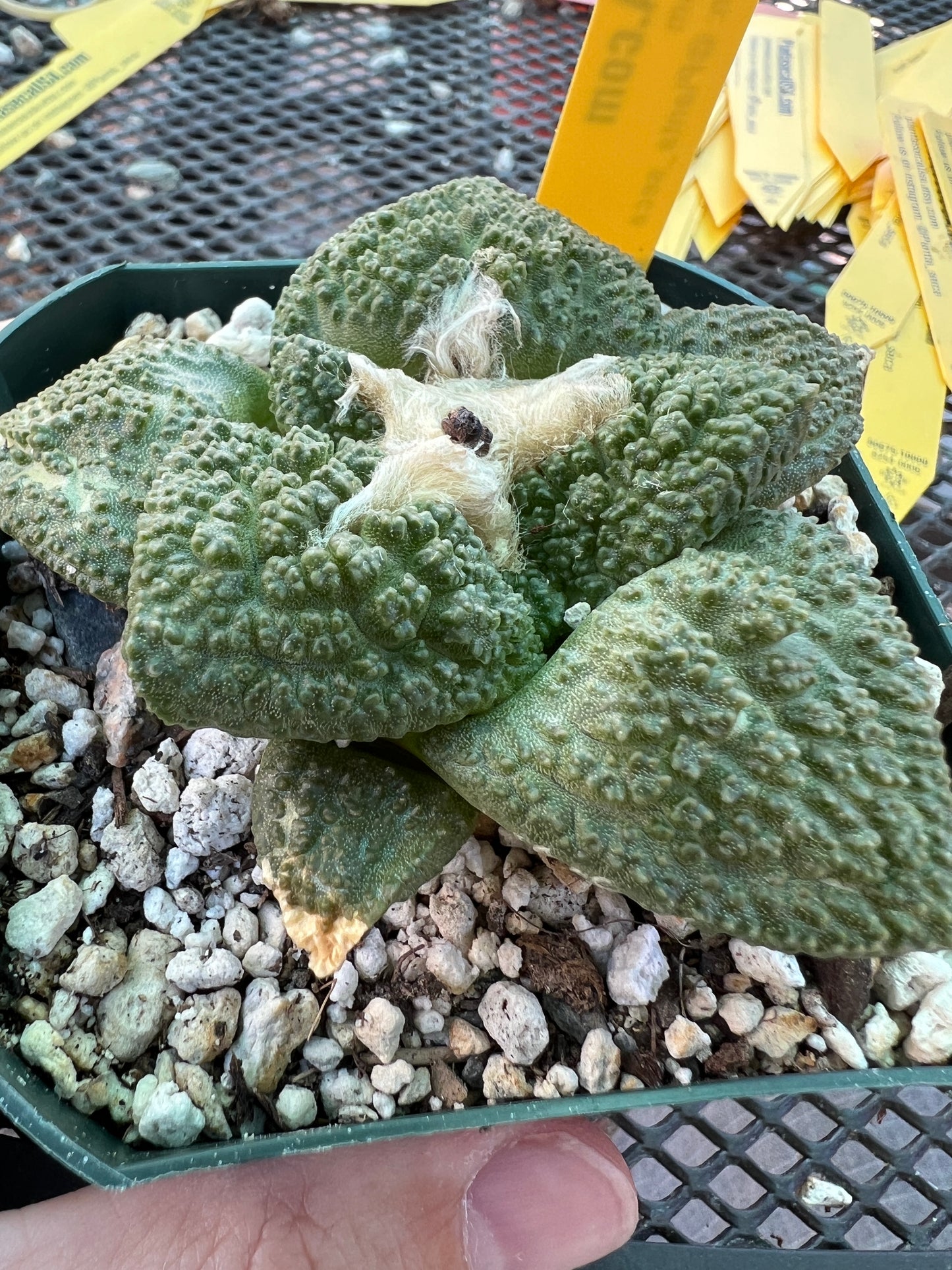 Ariocarpus super Godzilla cactus in 3.25 inch pot #2