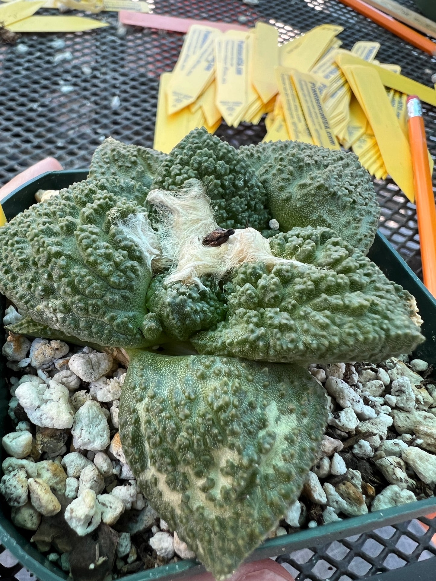 Ariocarpus super Godzilla cactus in 3.25 inch pot #2