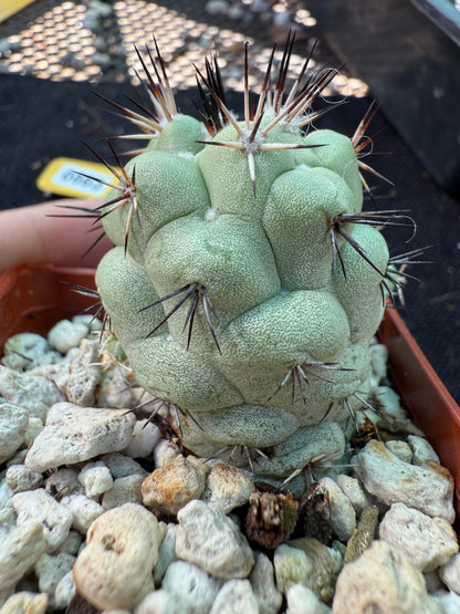 Ortegocactus macdougalii nice cactus with pups 563