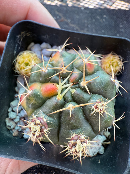 Gymnocalycium anitsitsii variegated rare plant 1371
