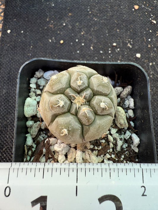 Gymnocalycium prochazkeanum rare miniature plant beautiful 592