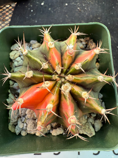 Gymnocalycium variegated pink nice plant 1065
