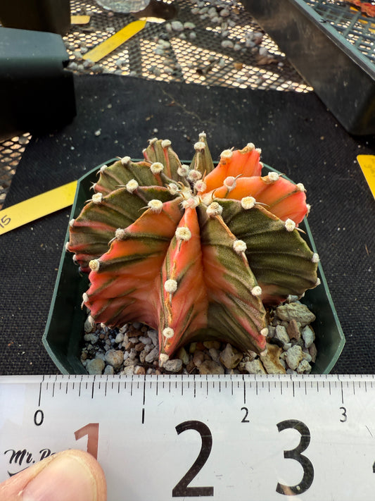 Gymnocalycium lb2178 variegated 569
