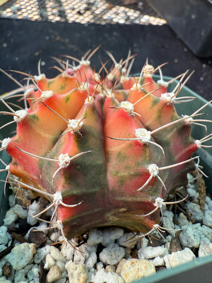 Gymnocalycium variegated nice cactus 243