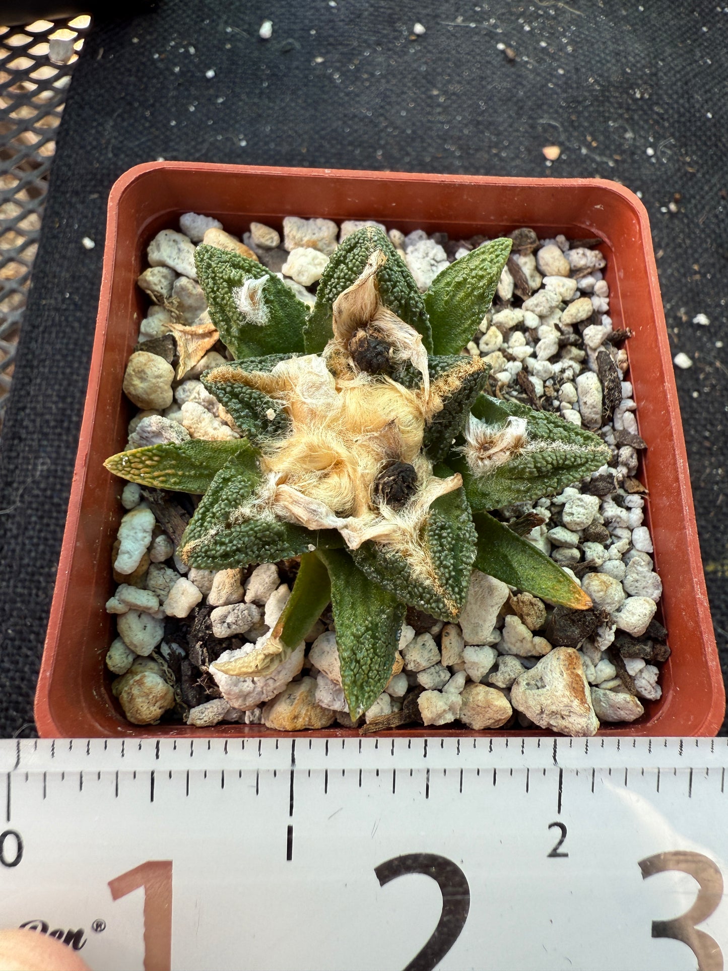 Ariocarpus Hintonii flowering size 587