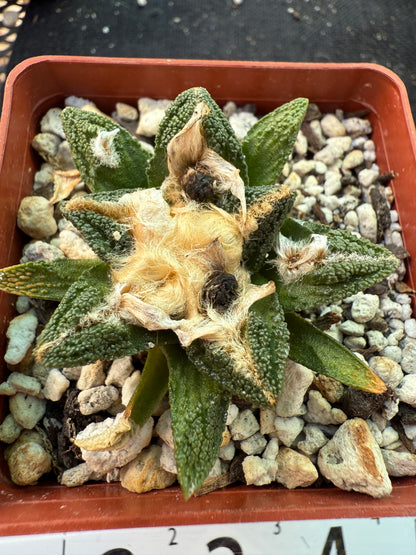 Ariocarpus Hintonii flowering size 587
