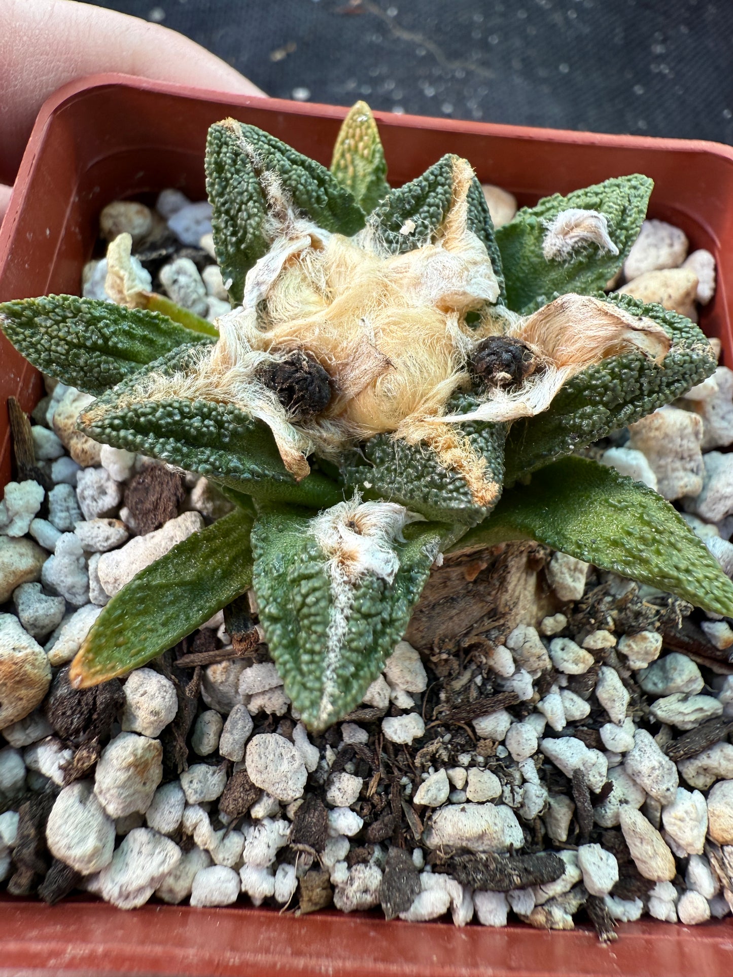 Ariocarpus Hintonii flowering size 587