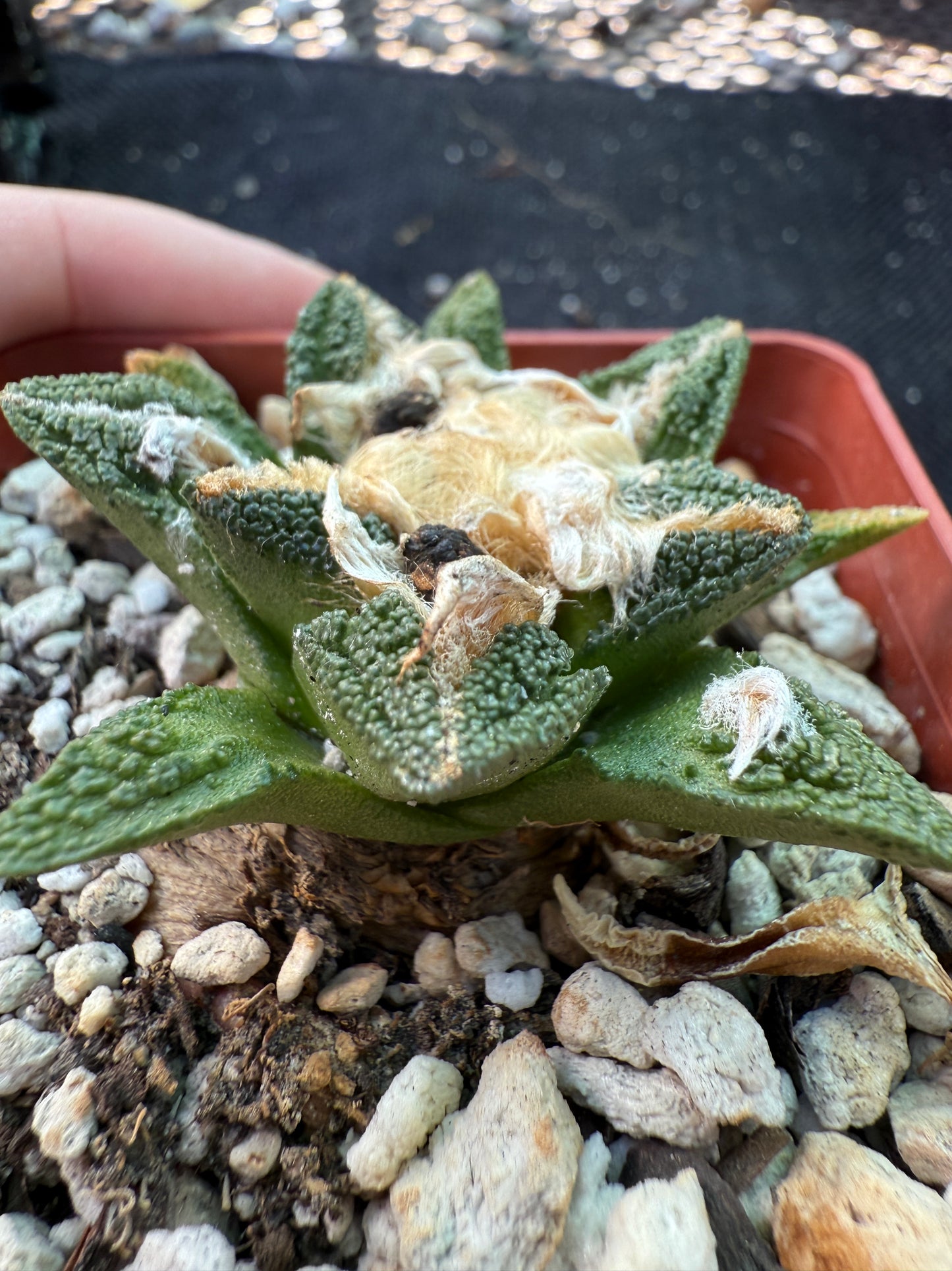 Ariocarpus Hintonii flowering size 587