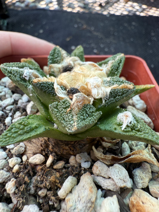Ariocarpus Hintonii flowering size 587