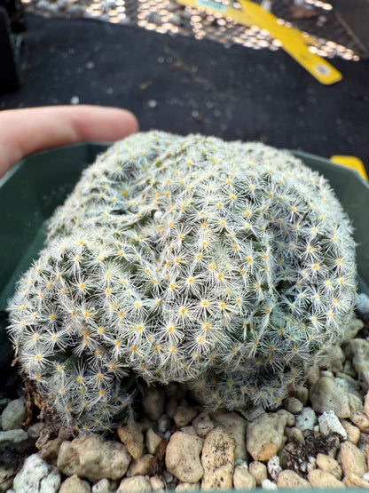 Mammillaria scheideana crest 1533 rare plant
