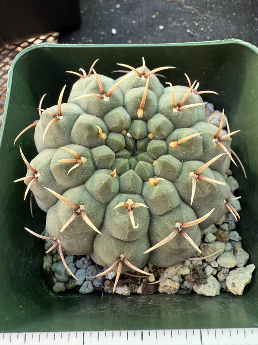 Gymnocalycium vatteri japan import gorgeous form 1327