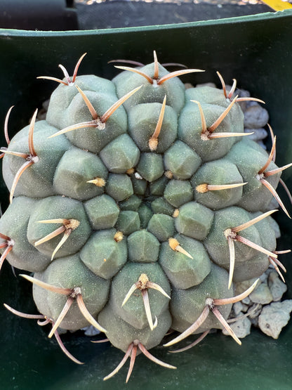 Gymnocalycium vatteri japan import gorgeous form 1327