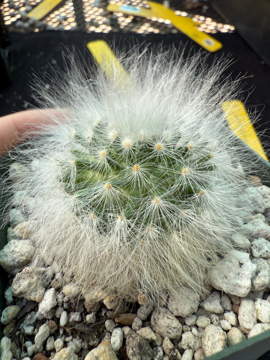 Mammillaria guelzowiana inermis softest cactus ever 101