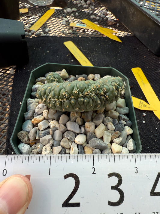 Coryphantha tanshi crest very nice 1538