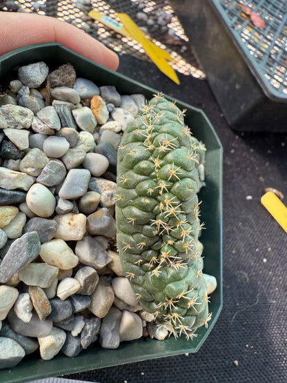 Coryphantha tanshi crest very nice 1538