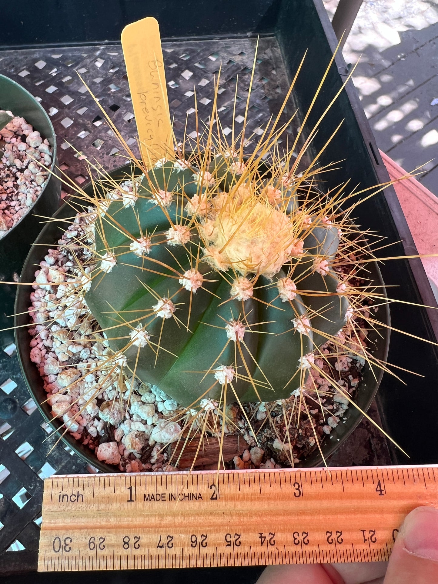 Buningia brevicylindrica cactus in 6 inch pot with cephalum