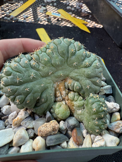 Coryphantha tanshi crest very nice 1538