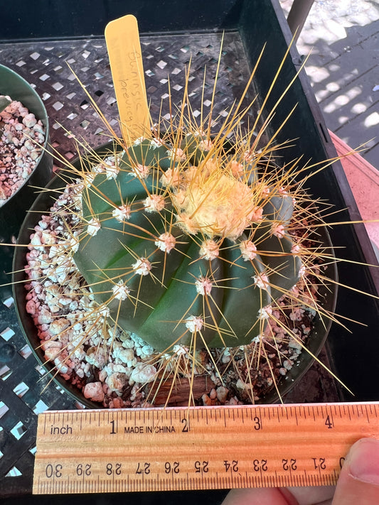 Buningia brevicylindrica cactus in 6 inch pot with cephalum