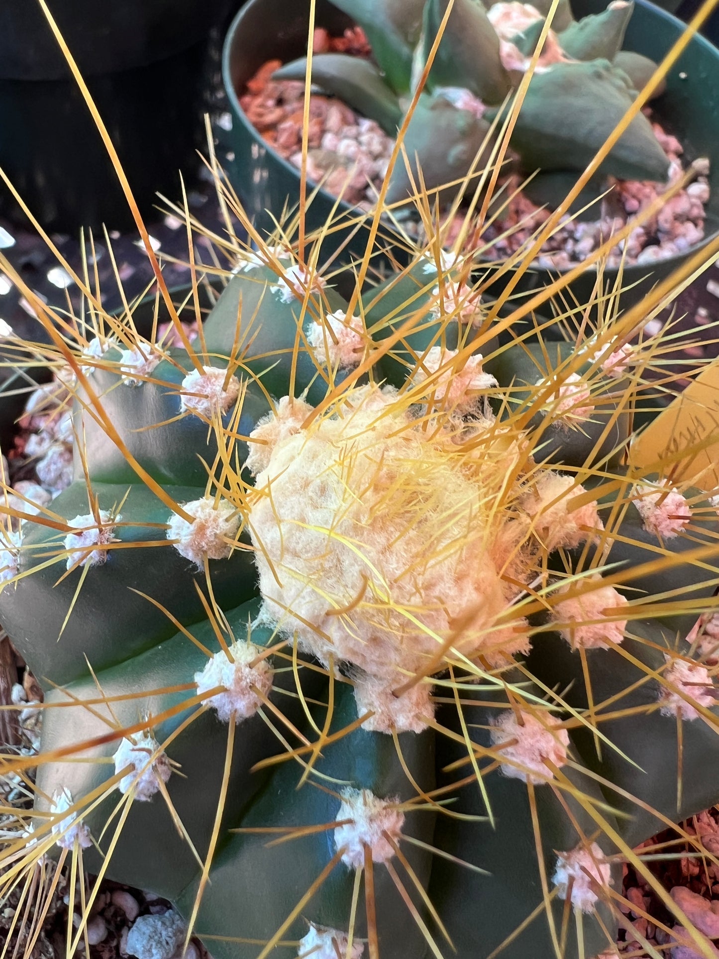 Buningia brevicylindrica cactus in 6 inch pot with cephalum