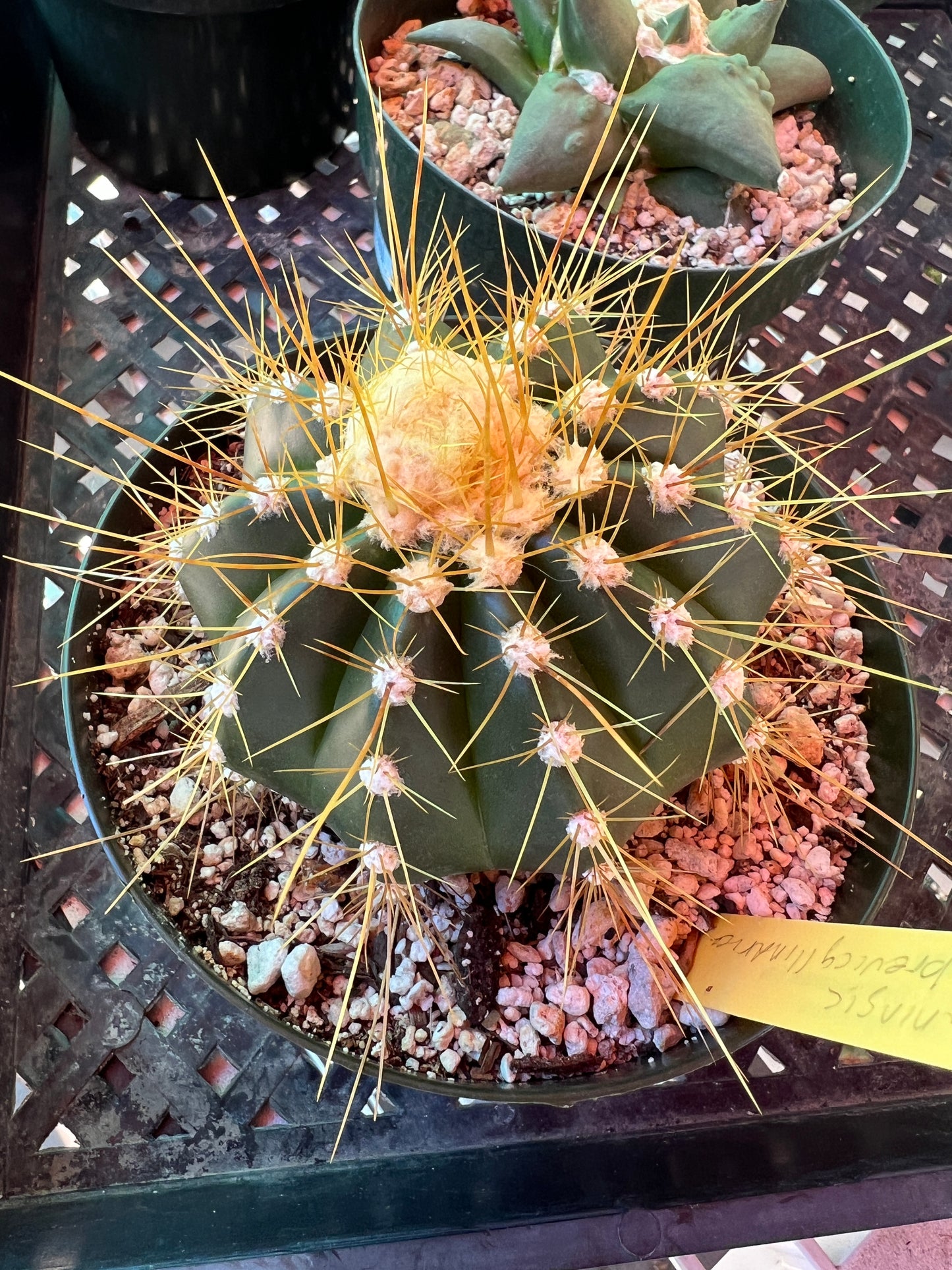 Buningia brevicylindrica cactus in 6 inch pot with cephalum