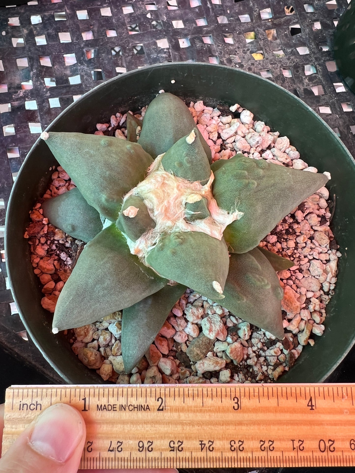 Ariocarpus retusus in 6 inch pot cheap deal