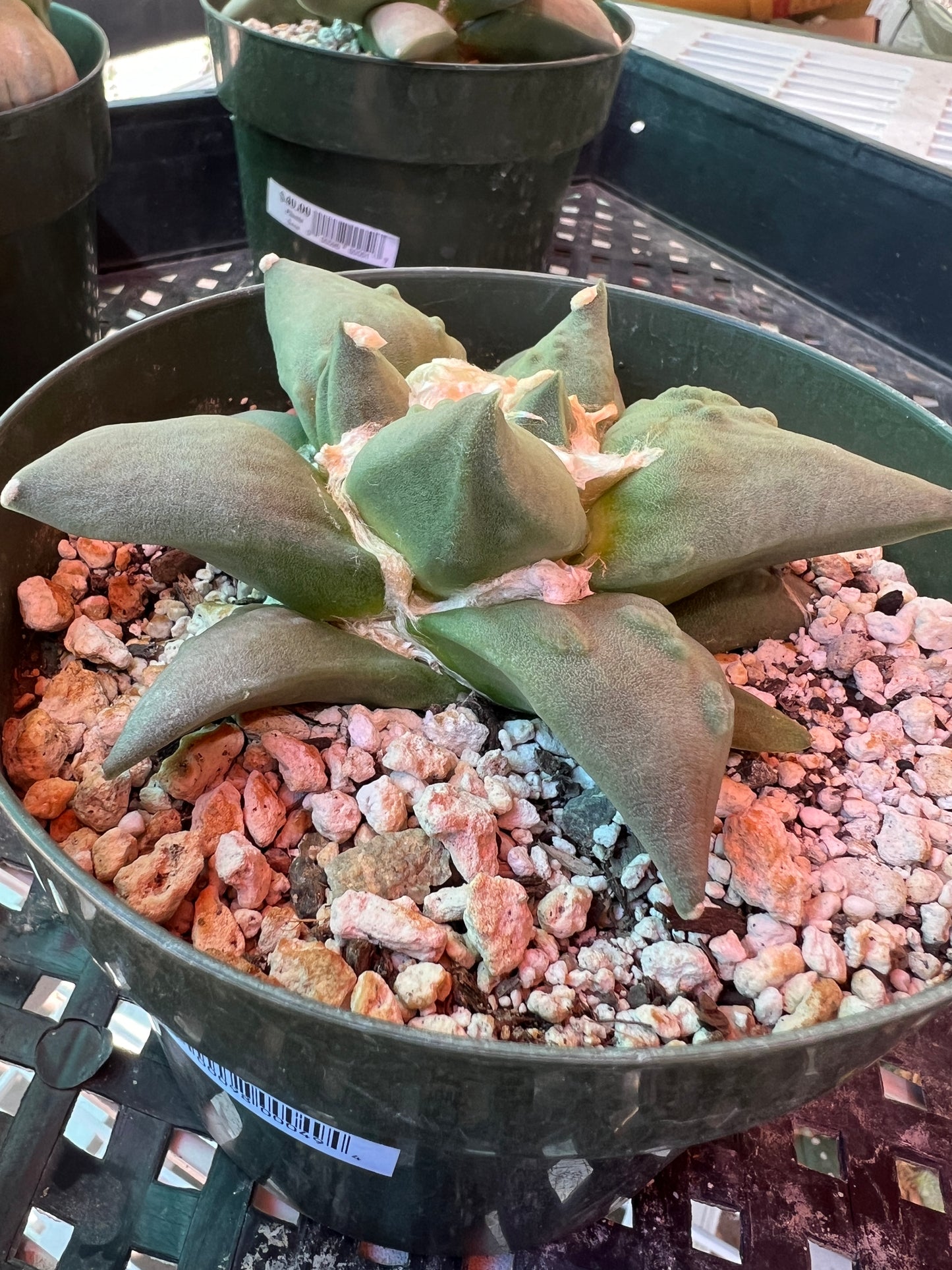 Ariocarpus retusus in 6 inch pot cheap deal