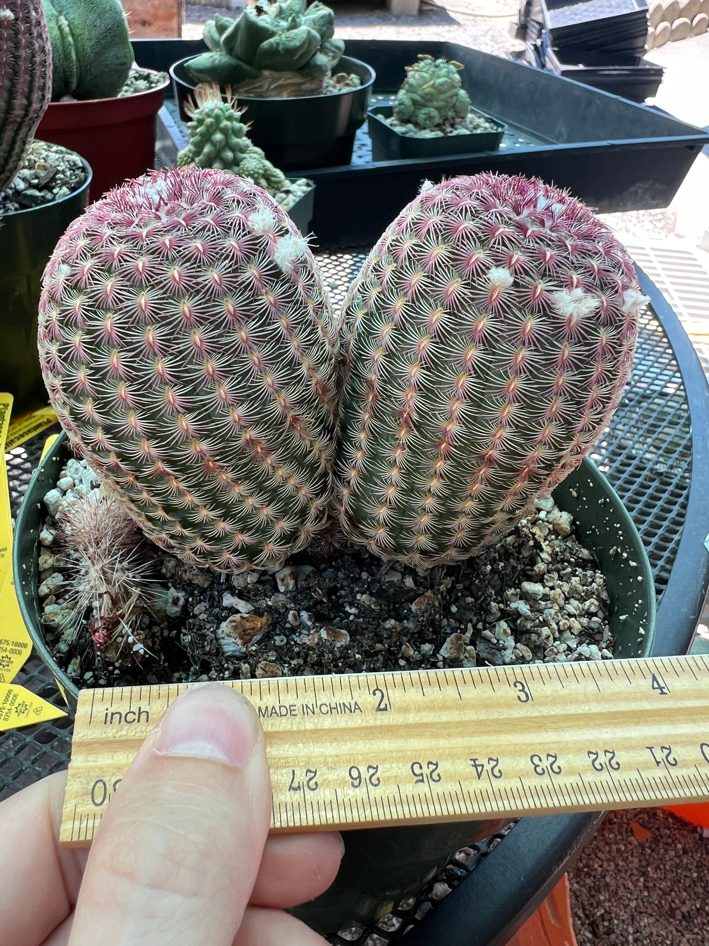 Echinocereus rubispinus two headed cactus in 6 inch pot