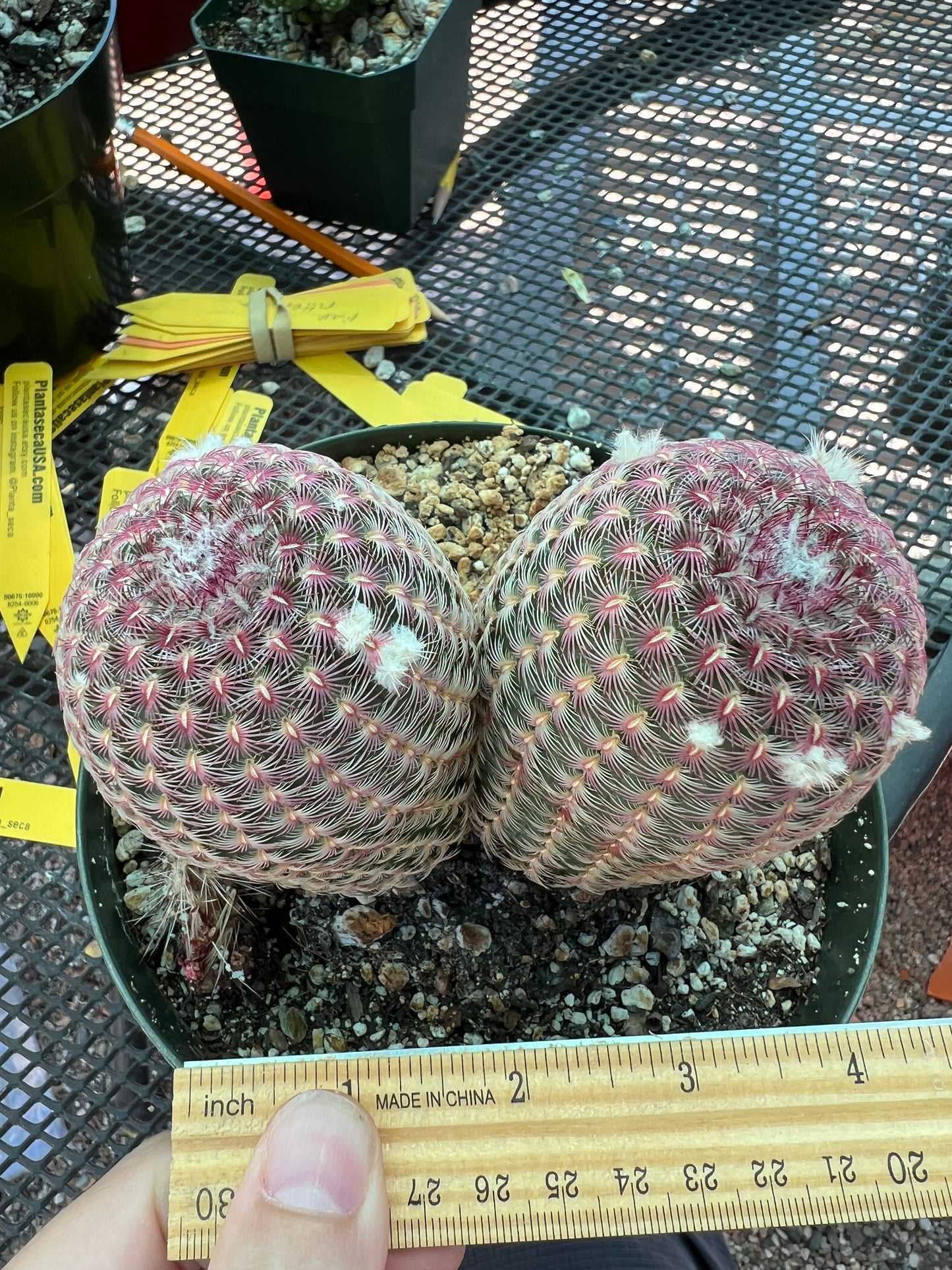 Echinocereus rubispinus two headed cactus in 6 inch pot