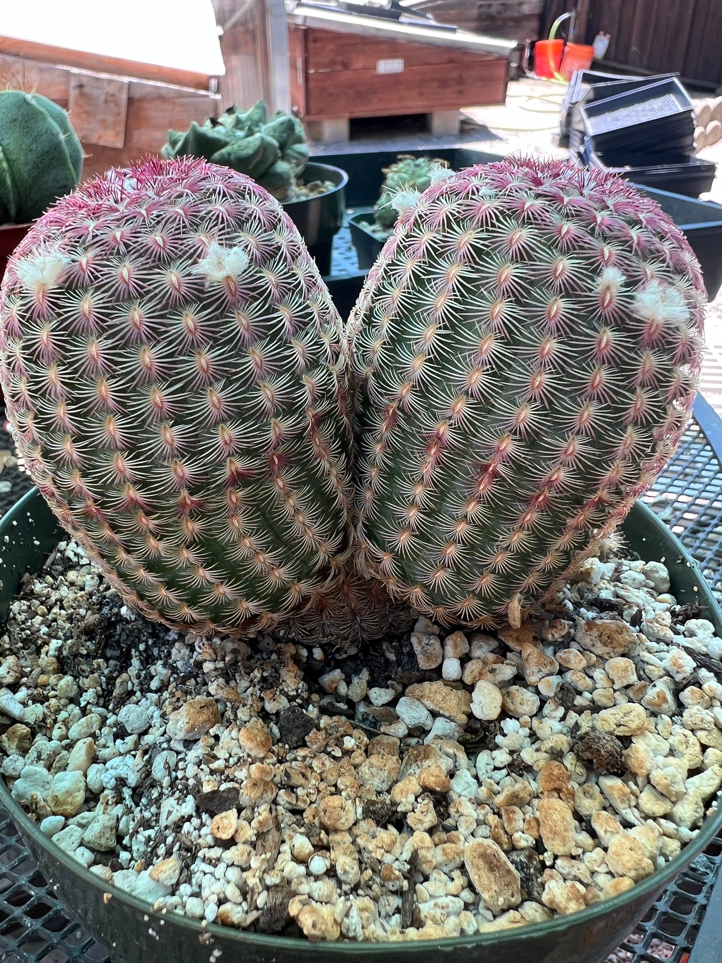 Echinocereus rubispinus two headed cactus in 6 inch pot