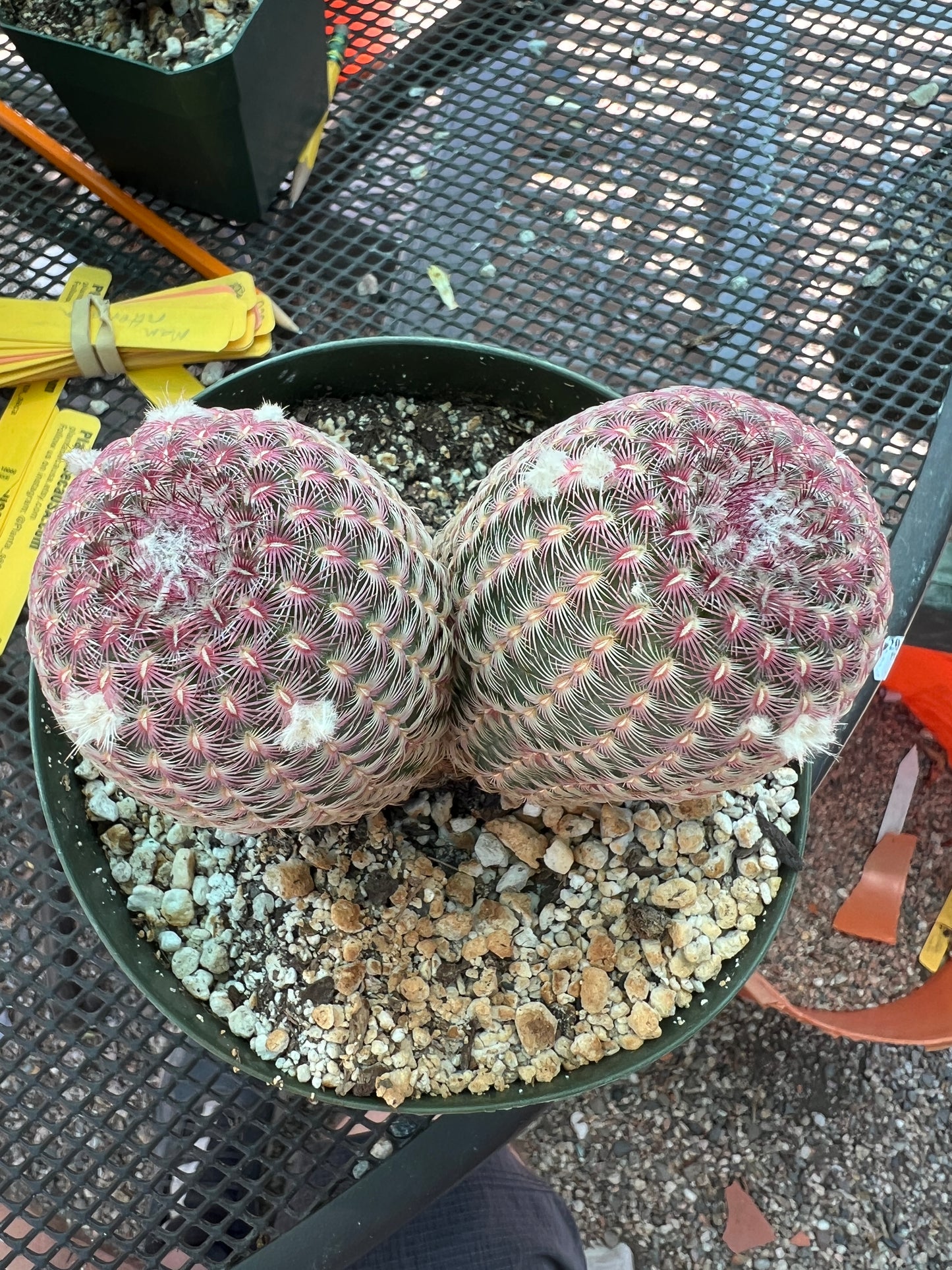 Echinocereus rubispinus two headed cactus in 6 inch pot