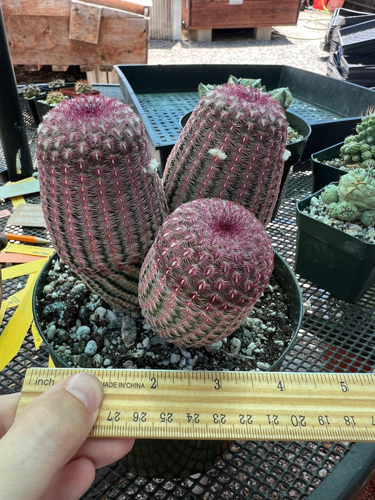 Echinocereus rubispinus three headed plant in 6 inch pot