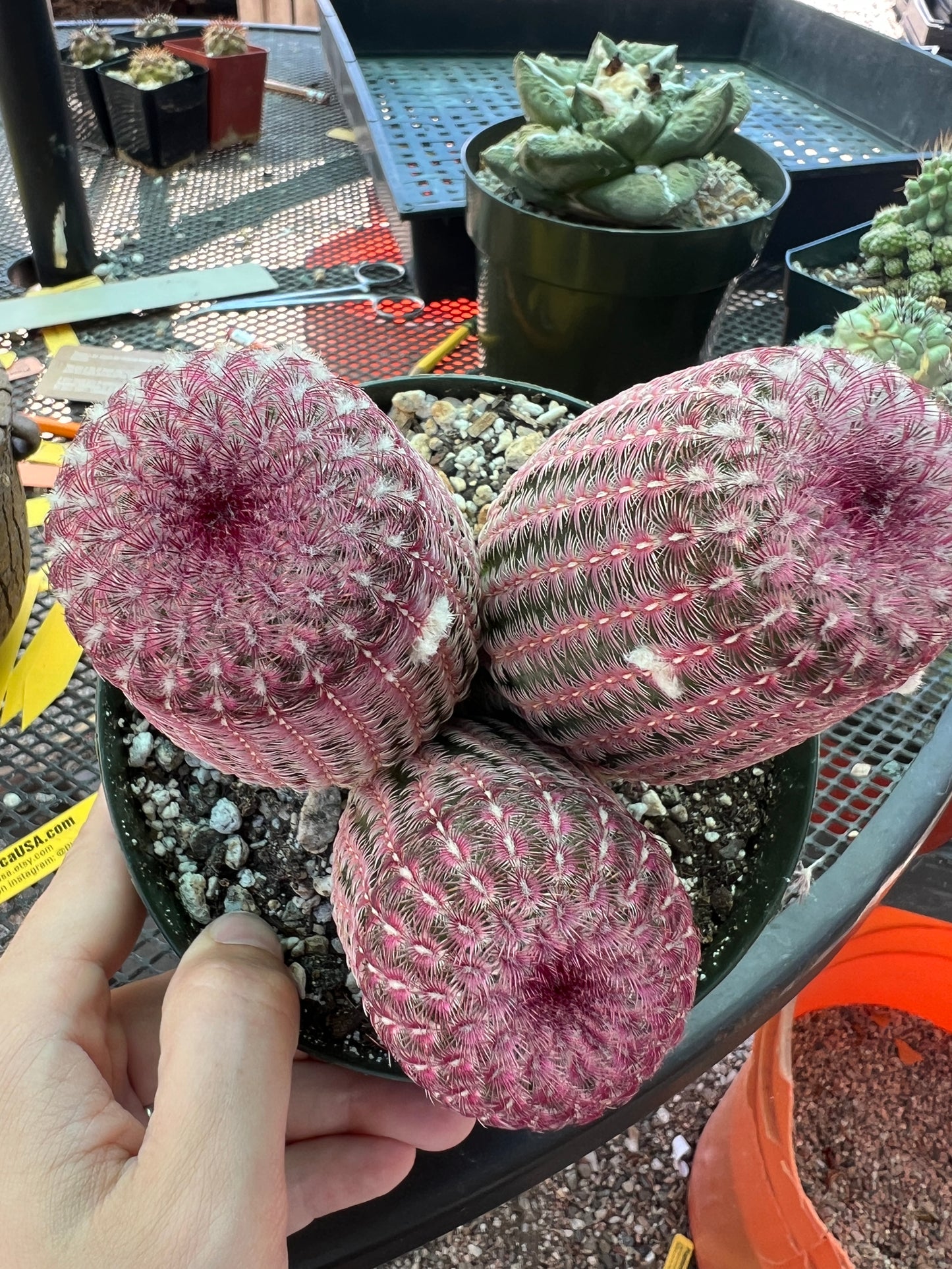 Echinocereus rubispinus three headed plant in 6 inch pot