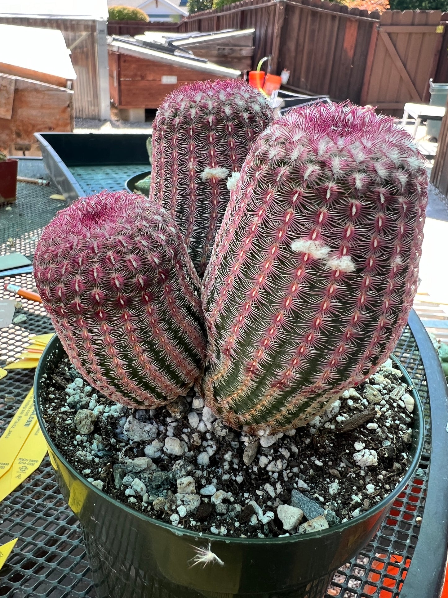 Echinocereus rubispinus three headed plant in 6 inch pot