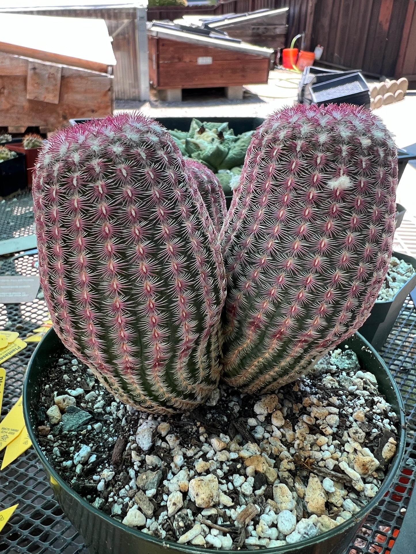 Echinocereus rubispinus three headed plant in 6 inch pot