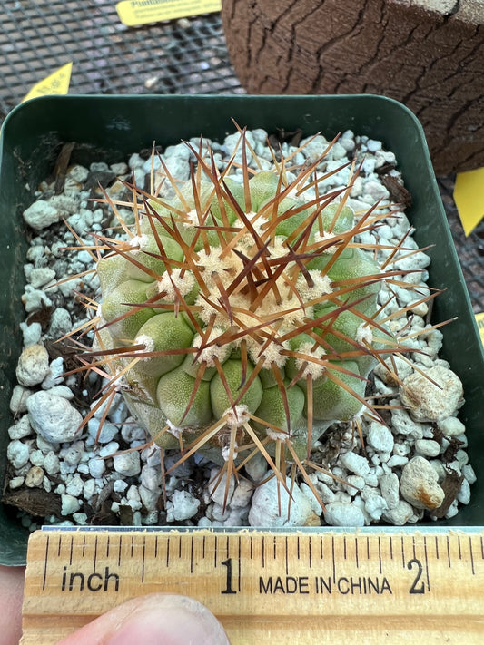 Copiapoa columna alba, has some character big for price