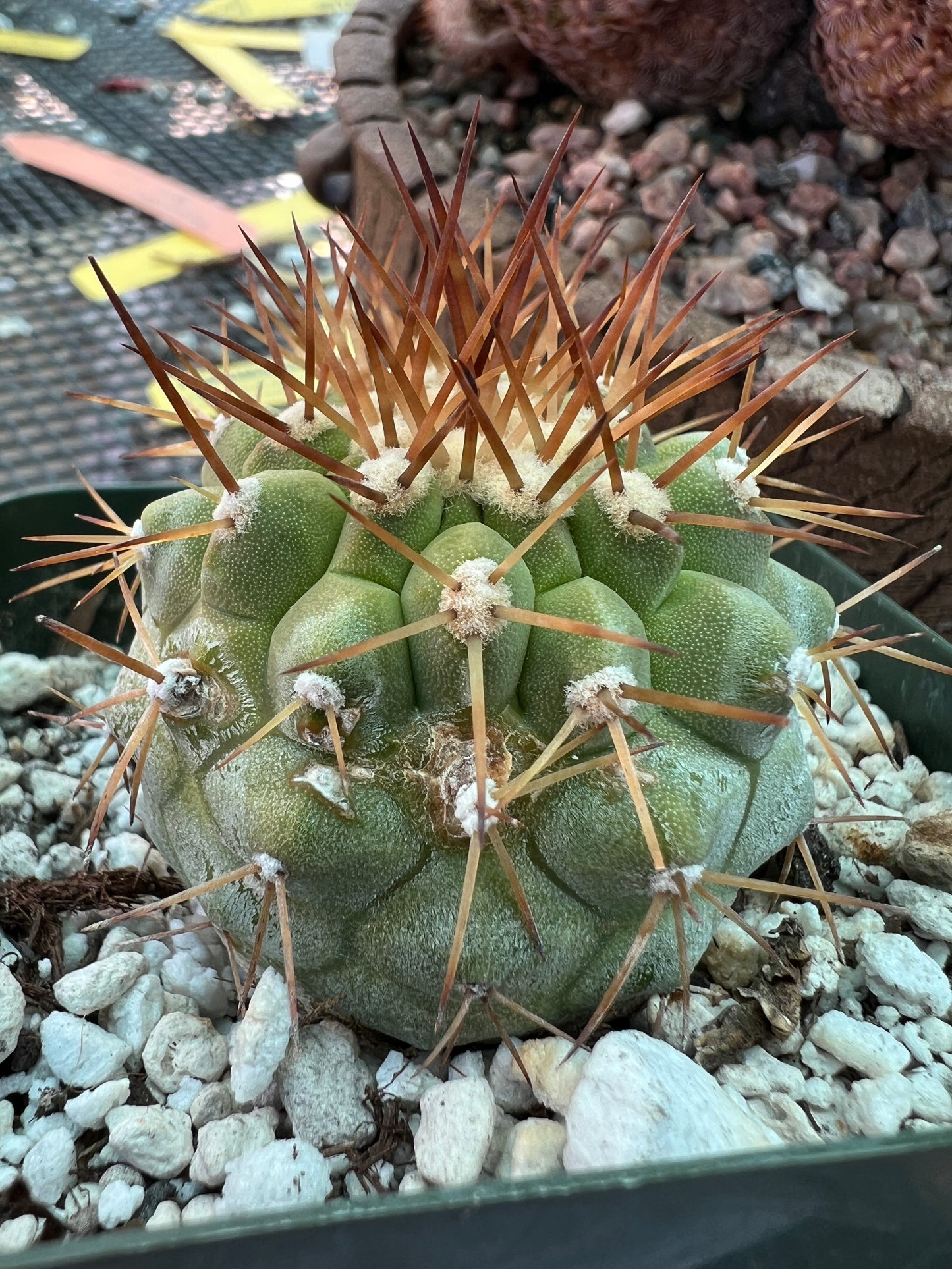 Copiapoa columna alba, has some character big for price