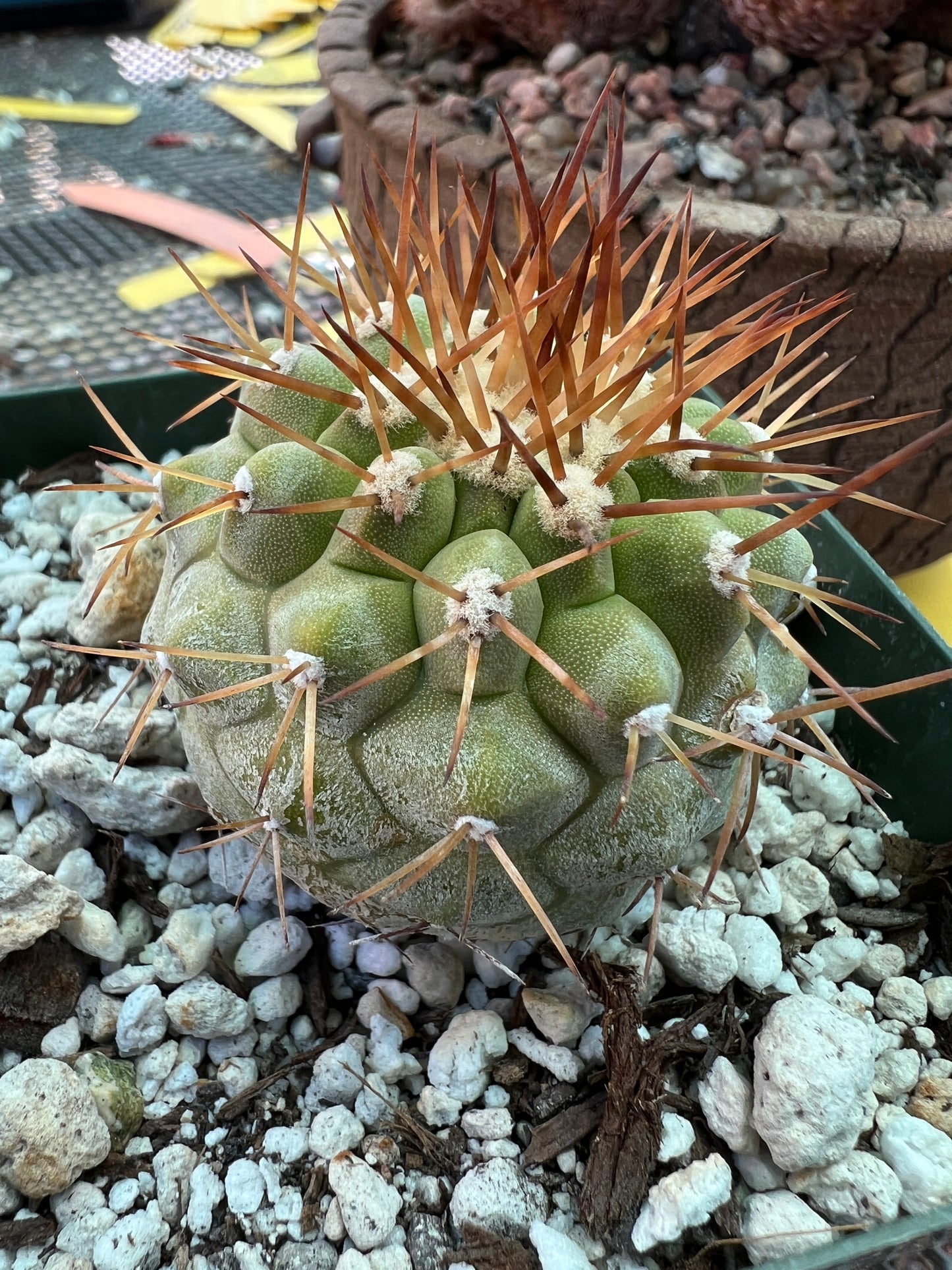 Copiapoa columna alba, has some character big for price