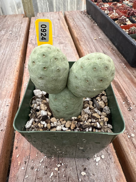 Tephrocactus geometricans 924