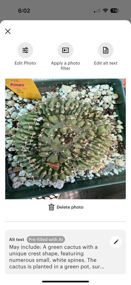 Gymno crest g84 from etsy