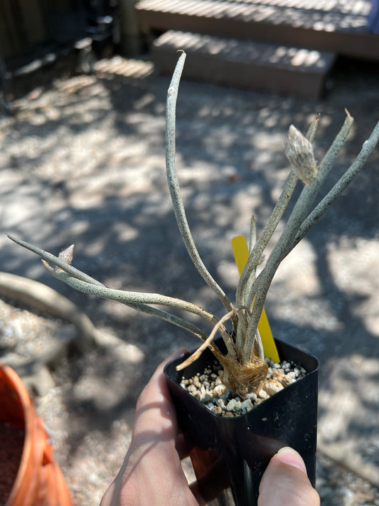 Astrophytum Caput medusae cactus #2