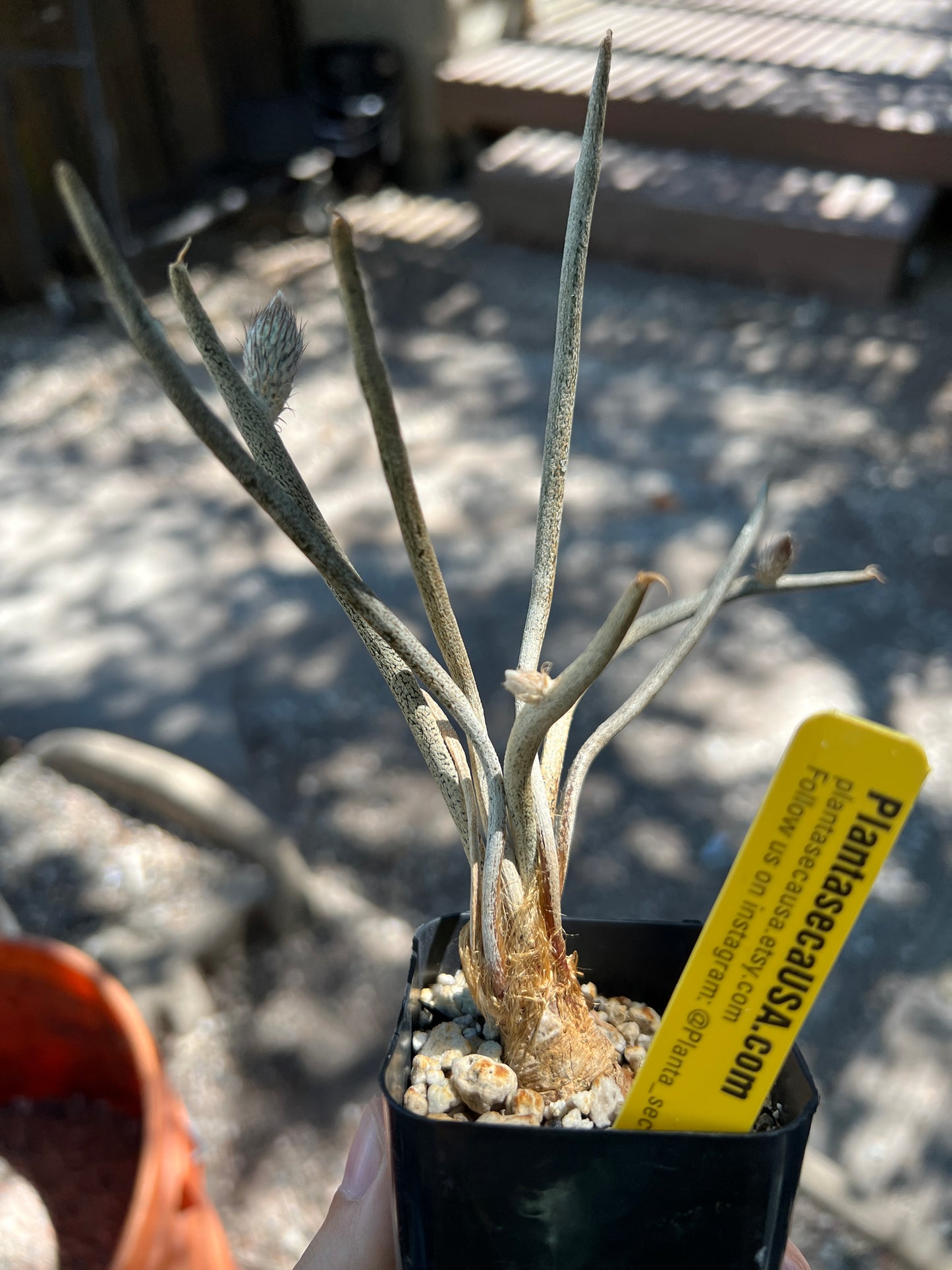 Astrophytum Caput medusae cactus #2