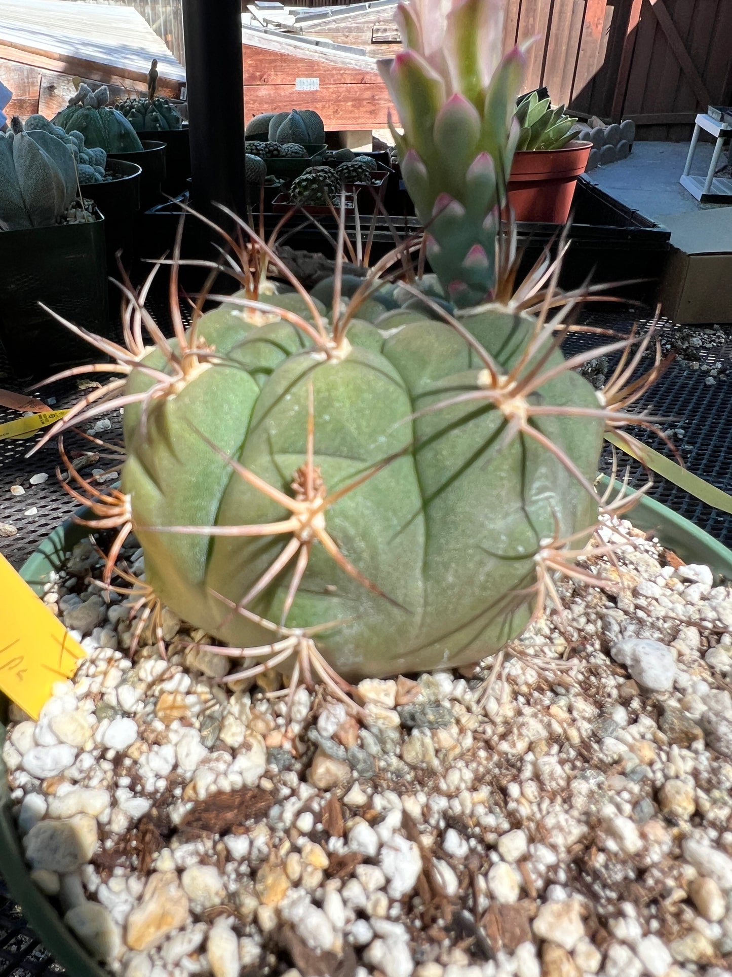 Gymnocalycium albipulpa cactus in 6 inch pot