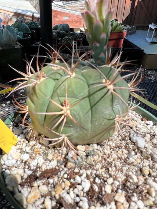 Gymnocalycium albipulpa cactus in 6 inch pot