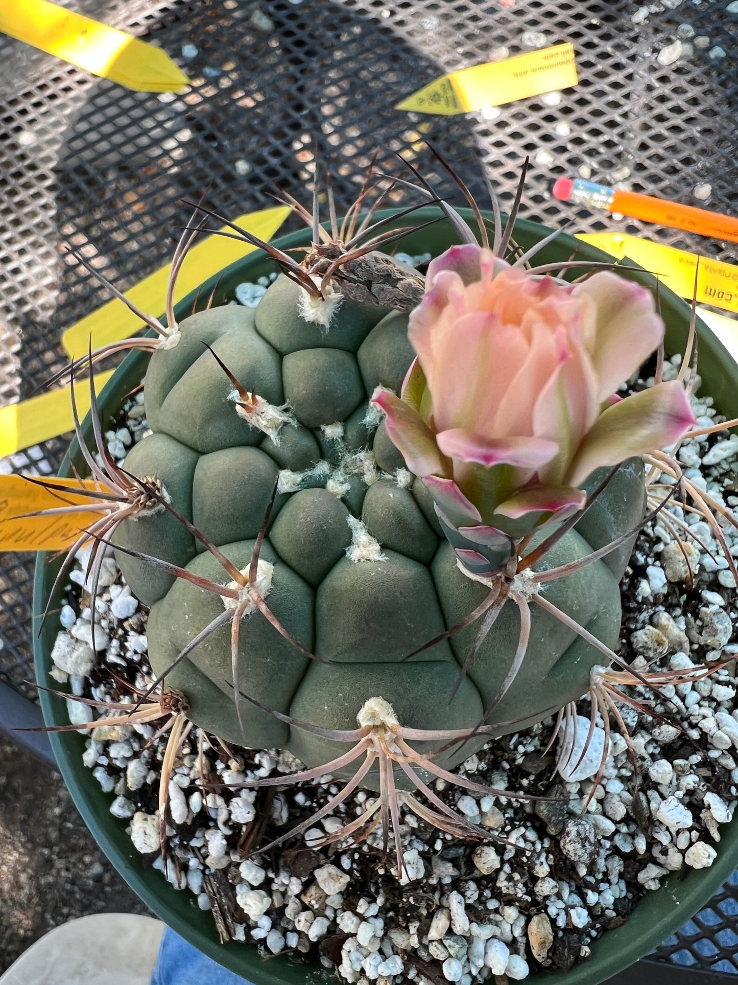 Gymnocalycium albipulpa cactus in 6 inch pot