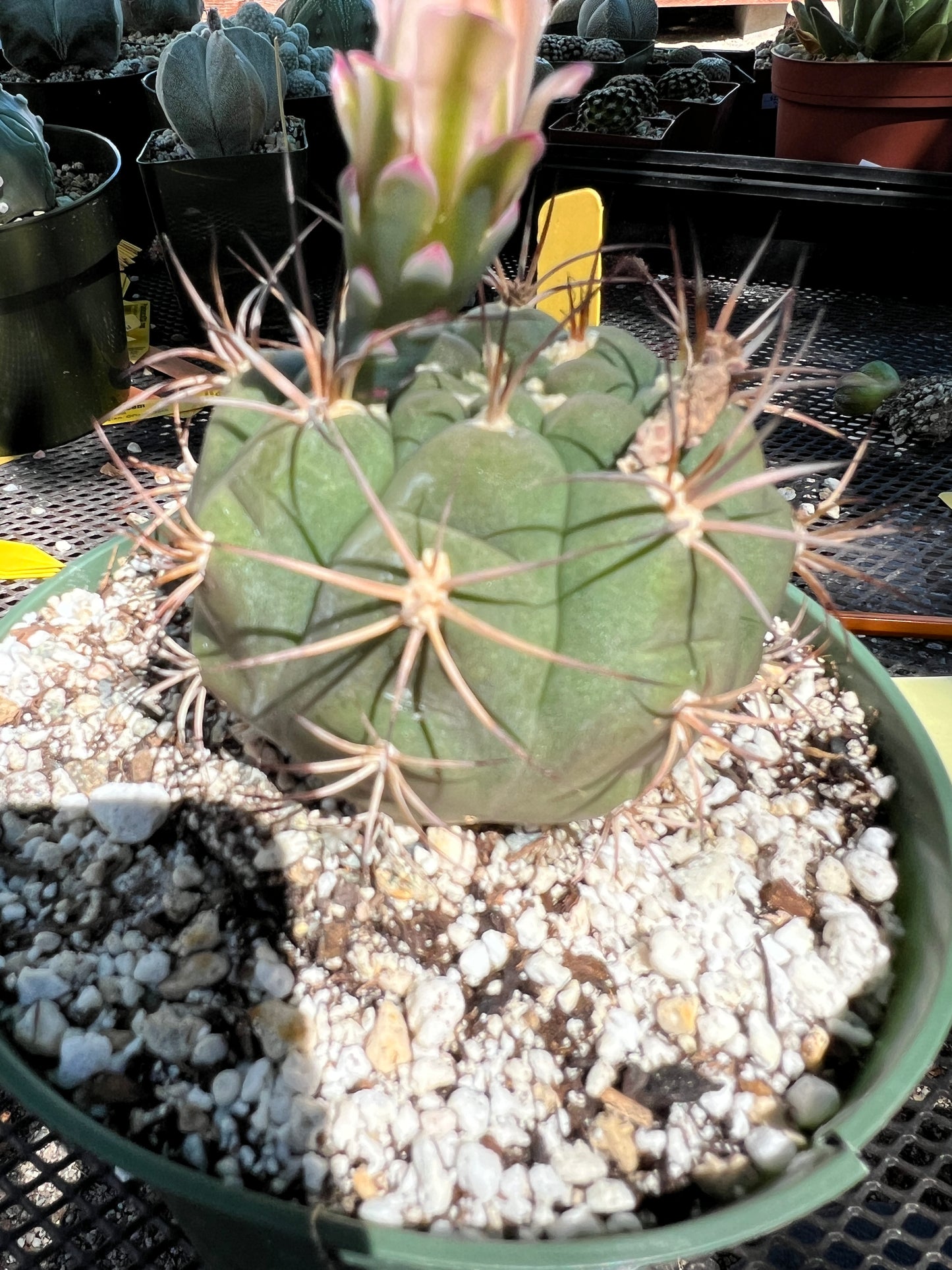 Gymnocalycium albipulpa cactus in 6 inch pot